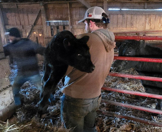 The Highs and Lows of Calving Season at Credence Farms