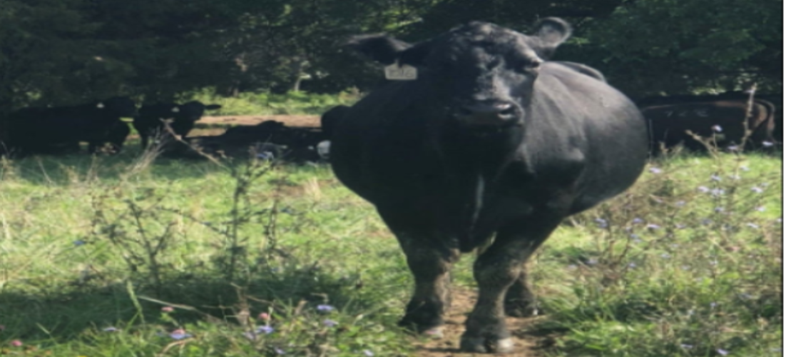 Nutrient-dense meat raised through regenerative farming.