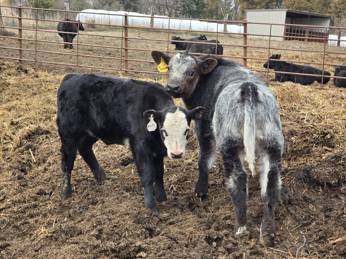 Credence Farms calves